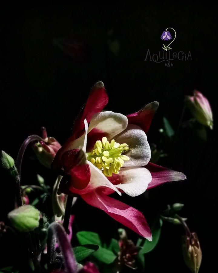 B&B Aquilegia Acqualagna Eksteriør bilde